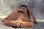 Hung over Monkey.jpeg